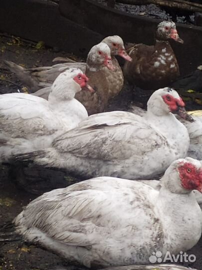 Индоутки тяжёлая линия