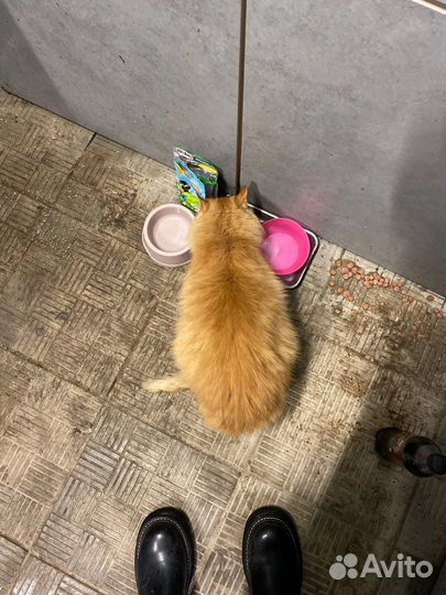 Бездомный котик в добрые руки