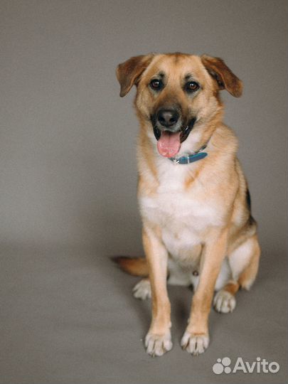 Собака в добрые руки