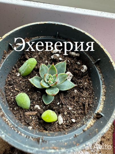 Суккуленты и кактусы
