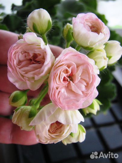 Коллекционные пеларгония юв - Византия юв - Феникс