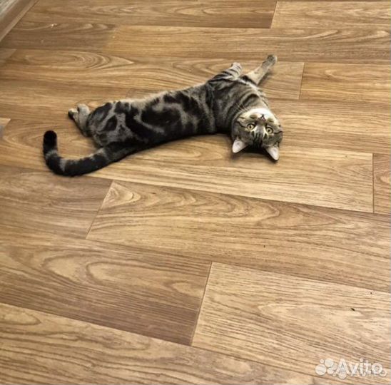 Шотландский мраморный прямоухий кот, на вязку