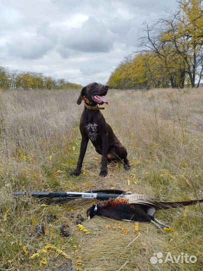 Щенки курцхаара