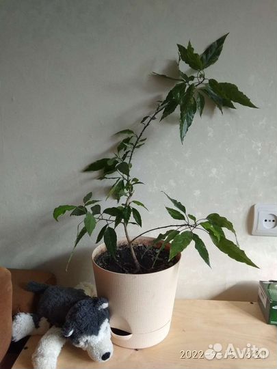 Гибискус Купера (пестролистный) побег