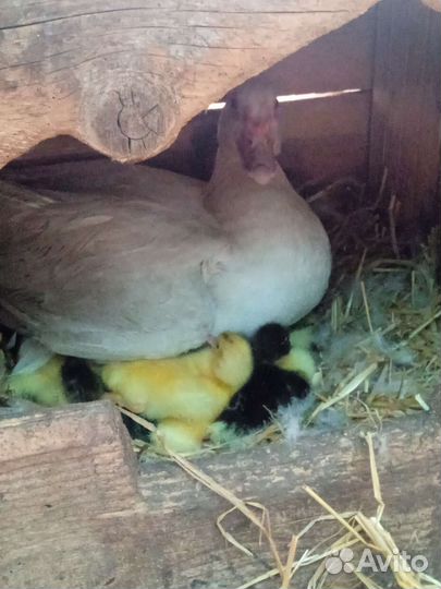 Утята индоутки