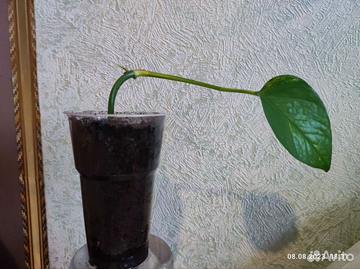 Сциндапсус золотистый, Эпипремнум