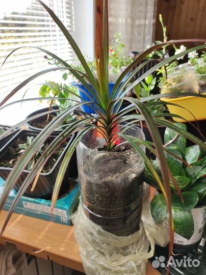 Комнатные растения цветы