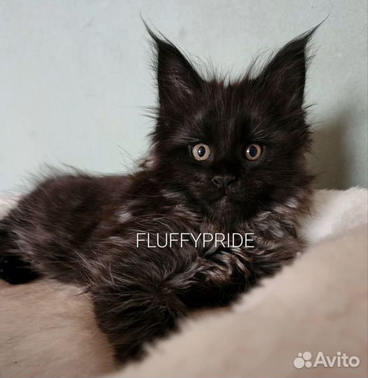 Мейн-кун питомник fluffypride