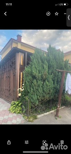 Можжевельник