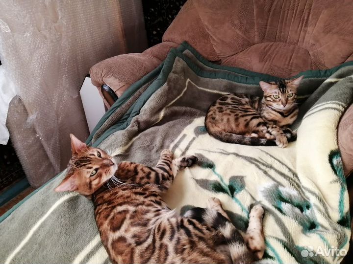 Бенгальские котята