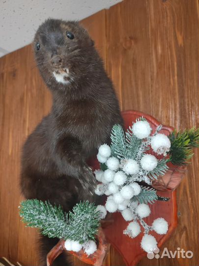 Норка чучело