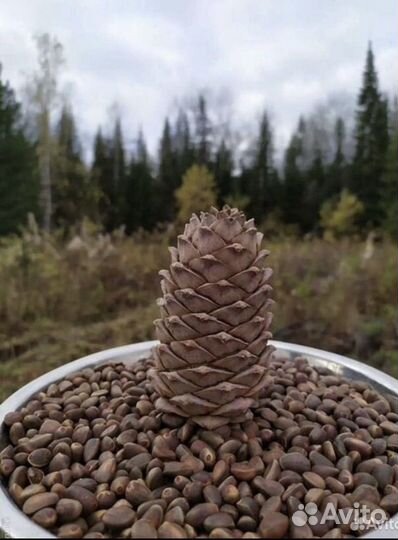 Кедровый орех