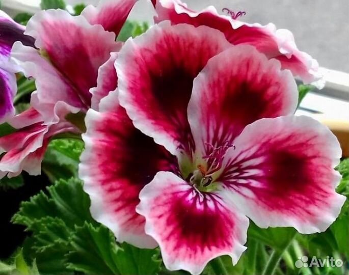 Королевская пеларгония и др доставка