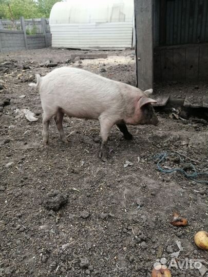 Поросята крупная белая