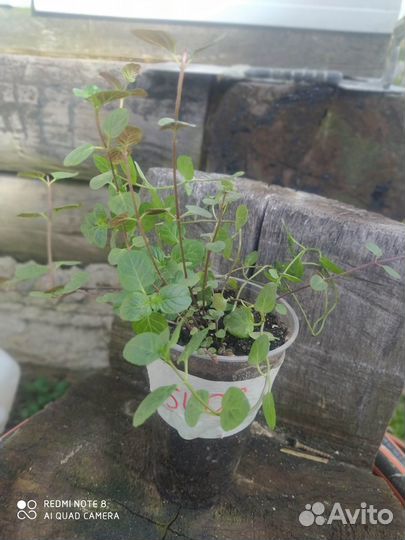 Мята Lemon Fresh и Orange Fresh