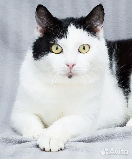 Самая нежная кошечка Эльза в дар