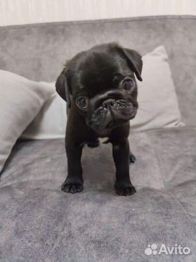 Щенки мопса