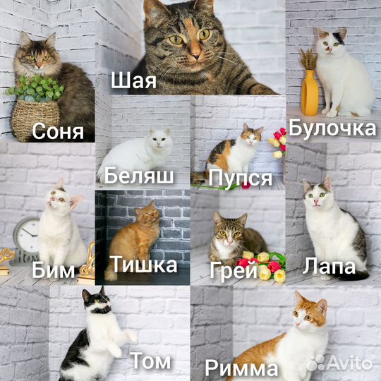 Кошки ищут дом