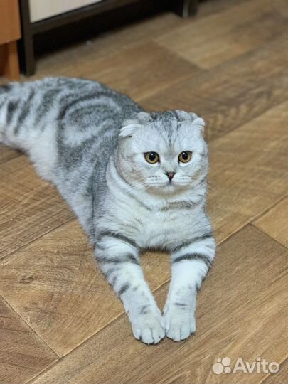 Шотландская вислоухая кошечка ищет жениха