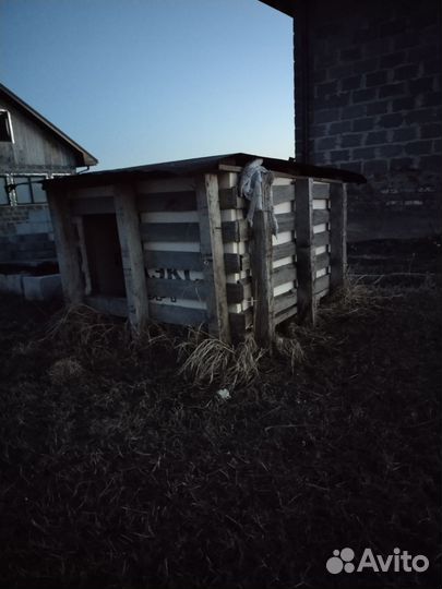 Собачья будка