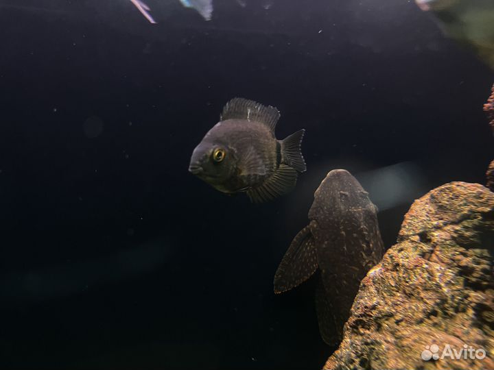 Северум изумрудный