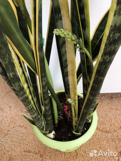 Сансевиерия с жёлтой окантовкой