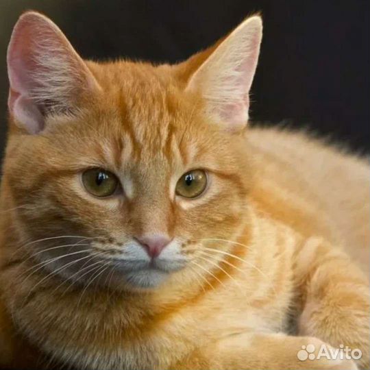 Отдам кота в добрые руки