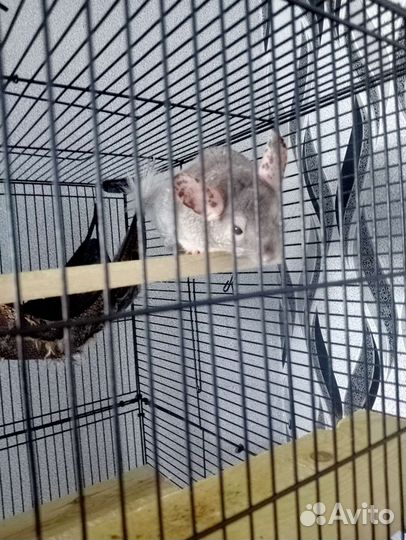 Шиншилла с клеткой