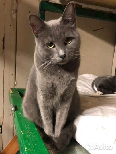 Кошечка 1,5 года,Русская голубая