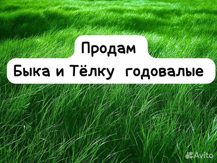 Бычок и тёлочка годовалые