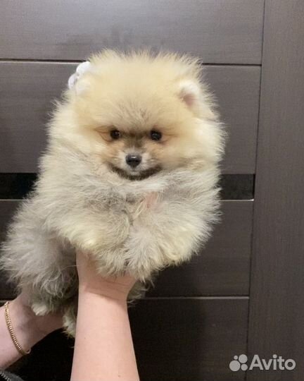 Померанский шпиц мини