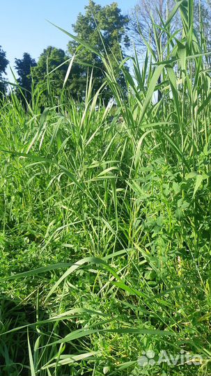 Сено в тюках и солома