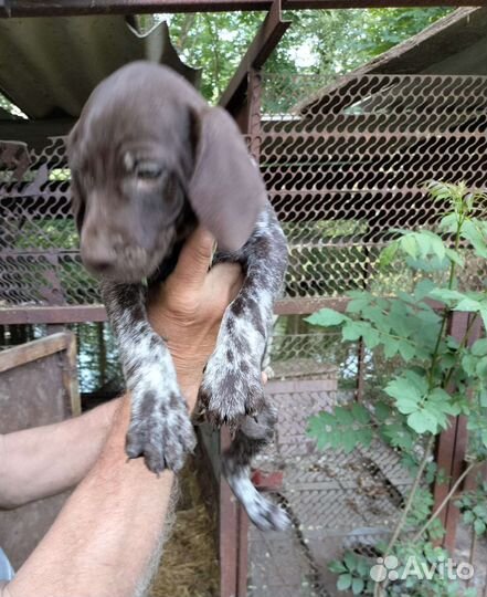 Щенки курцхаара