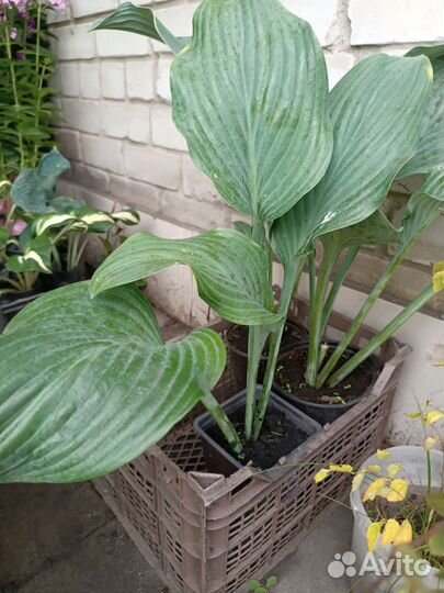 Хоста блю мамонт