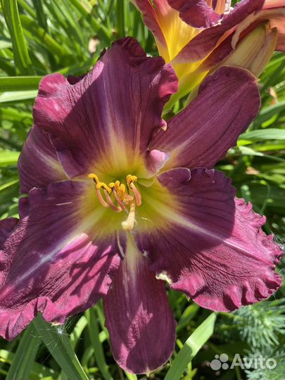 Лилейники сортовые