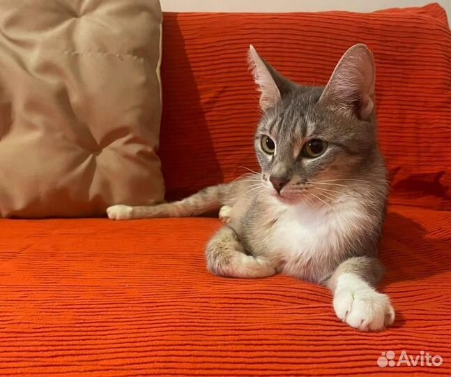 Грэйс очень нужна семья