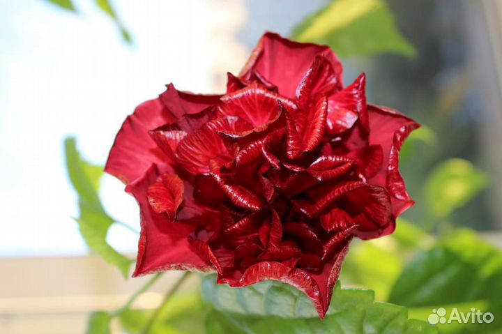 Гибискус Герань