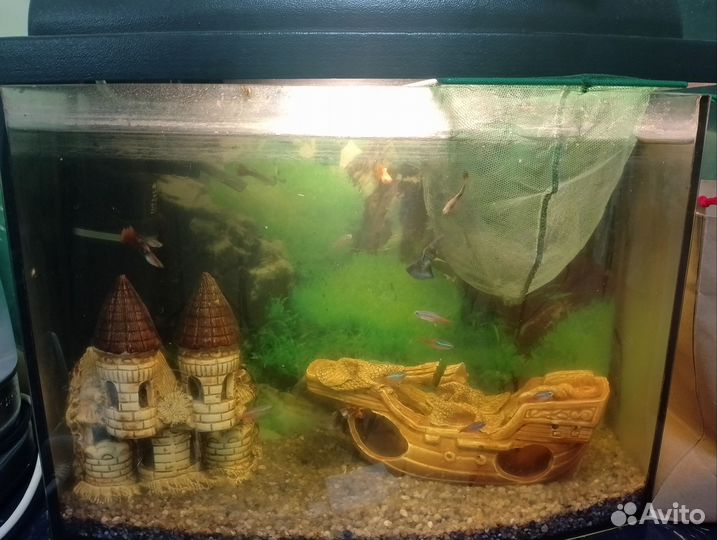 Аквариум 20 литров с рыбками и всё что в нем