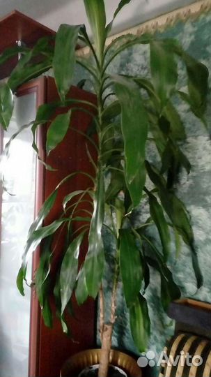 Драцена Юкка пальма