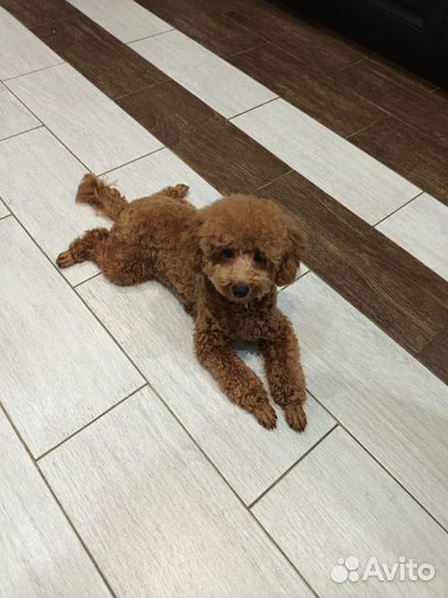 Вязка собак