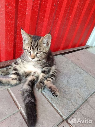 Котята мейн-кун