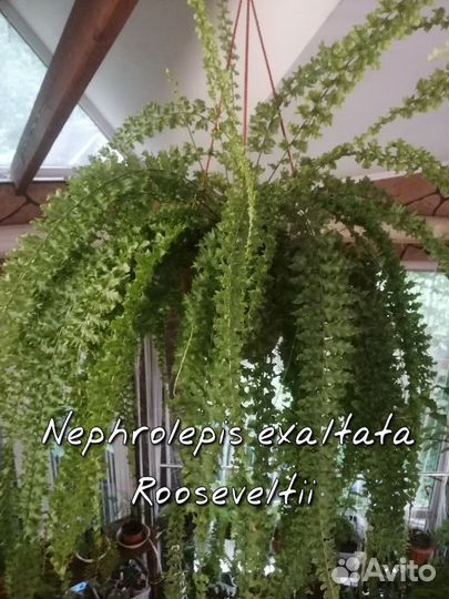 Nephrolepis exaltata Rooseveltii