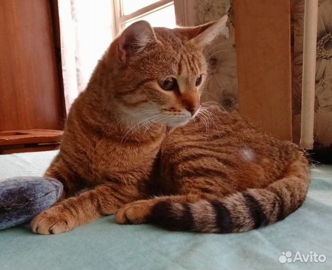 Отдам в добрые руки