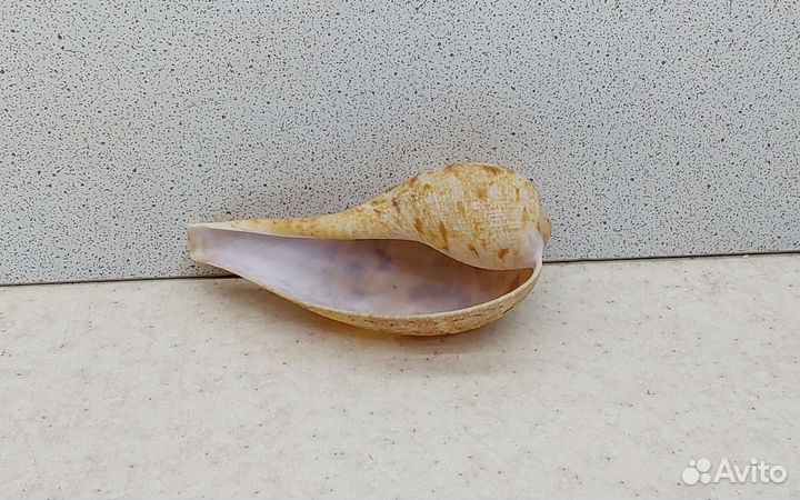 Фикус Вериджита 8 морская ракушка раковина