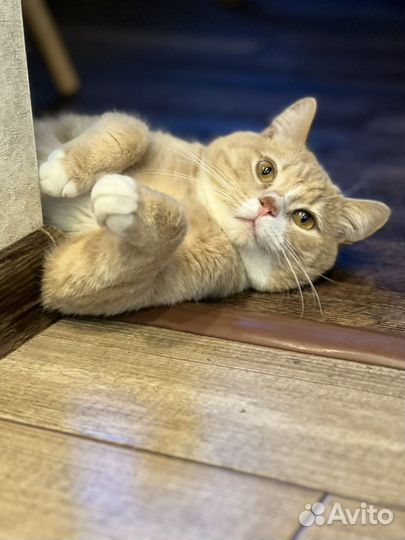 Шотландский кот на вязку