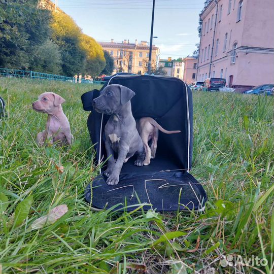 Щенки Прайтера