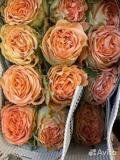 Роза с доставкой Эквадор, Голландия