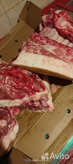 Свиньи живым весом