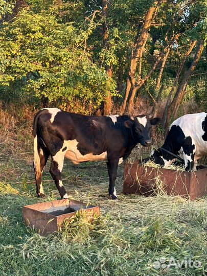 Продаю годовалых телок, цена за голову