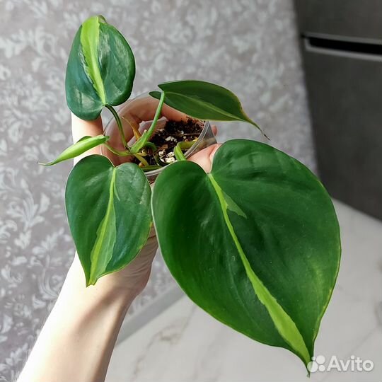 Комнатные растения